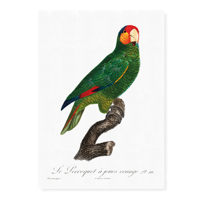 The Red-Lored Amazon, Amazona autumnalis  - Art Print