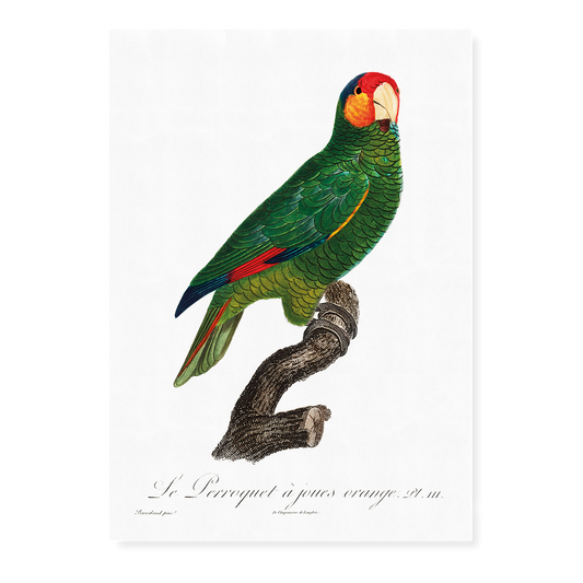The Red-Lored Amazon, Amazona autumnalis  - Art Print