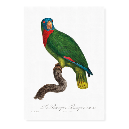 The Red-Necked Amazon, Amazona arausiaca  - Art Print