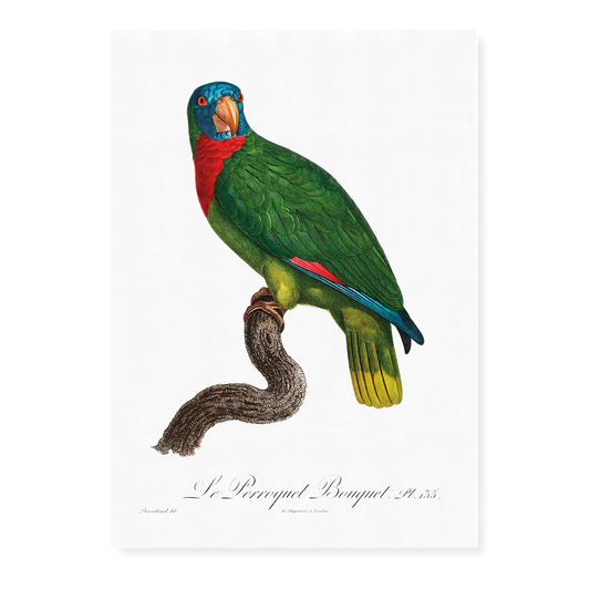 The Red-Necked Amazon, Amazona arausiaca  - Art Print