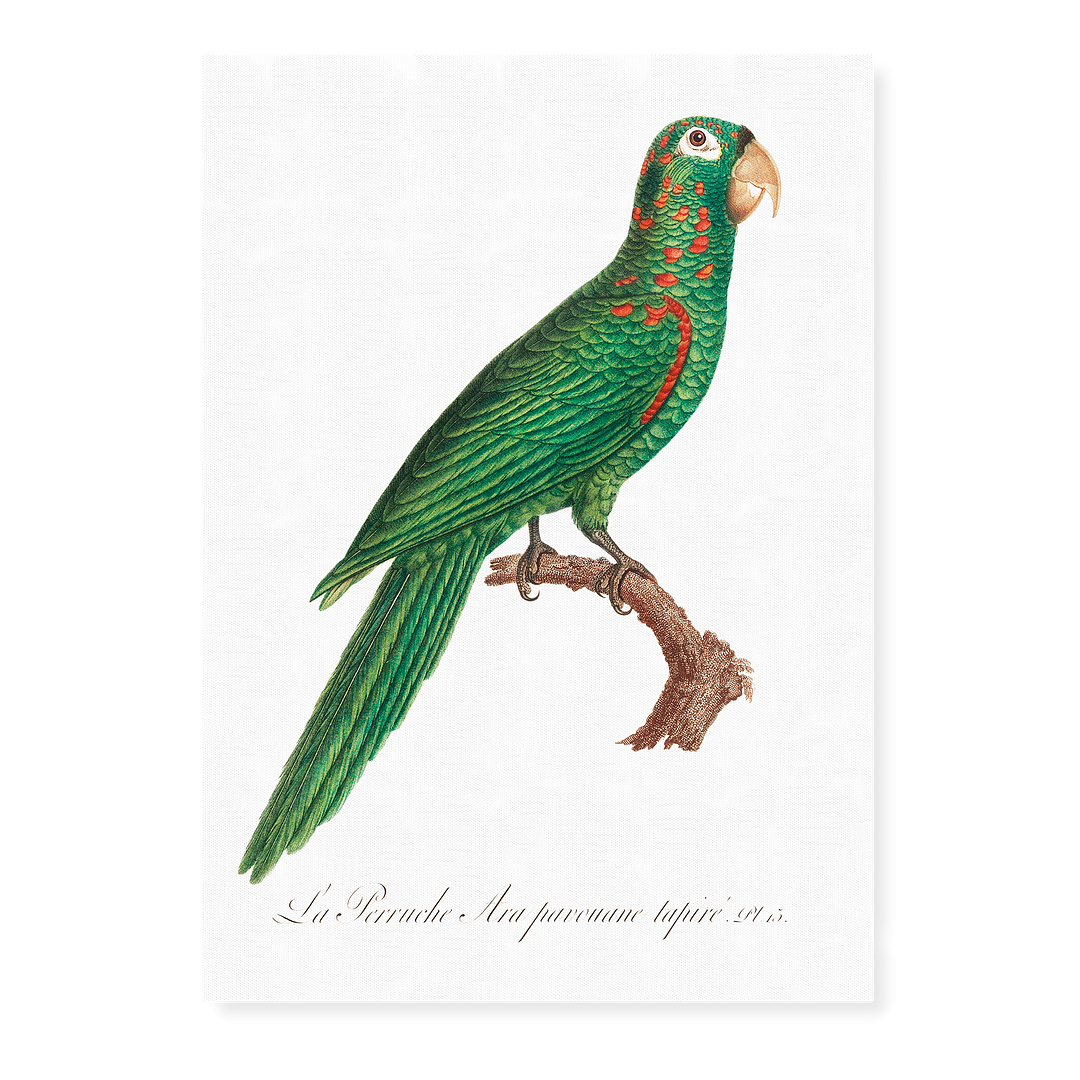 The Red-Spectacled Amazon, Amazona pretrei  - Art Print