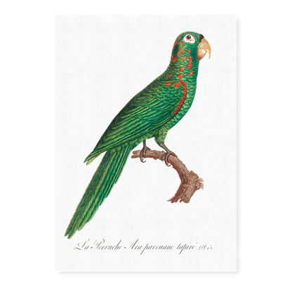 The Red-Spectacled Amazon, Amazona pretrei  - Art Print
