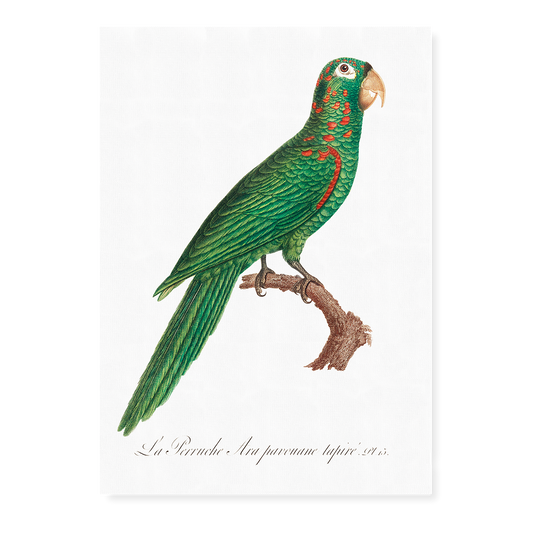 The Red-Spectacled Amazon, Amazona pretrei  - Art Print