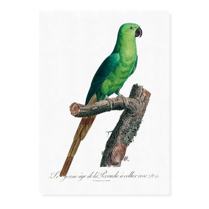 The Rose-Ringed Parakeet, Psittacula krameri III - Art Print