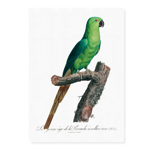 The Rose-Ringed Parakeet, Psittacula krameri III - Art Print