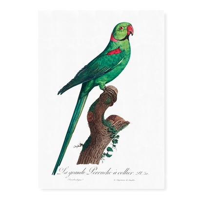 The Rose-Ringed Parakeet, Psittacula krameri IV - Art Print