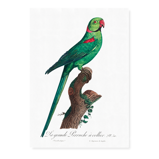 The Rose-Ringed Parakeet, Psittacula krameri IV - Art Print