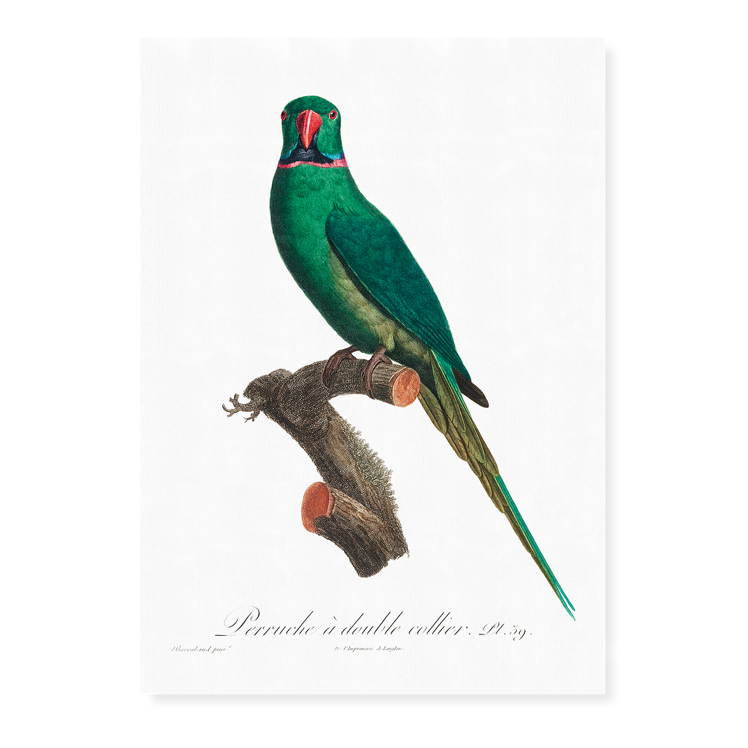 The Rose-Ringed Parakeet, Psittacula krameri I - Art Print