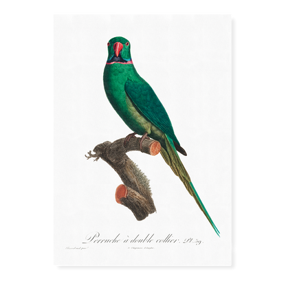 The Rose-Ringed Parakeet, Psittacula krameri I - Art Print