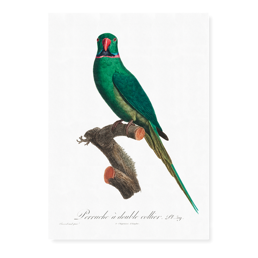 The Rose-Ringed Parakeet, Psittacula krameri I - Art Print