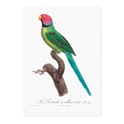 The Rose-Ringed Parakeet, Psittacula krameri II - Art Print