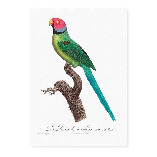 The Rose-Ringed Parakeet, Psittacula krameri II - Art Print