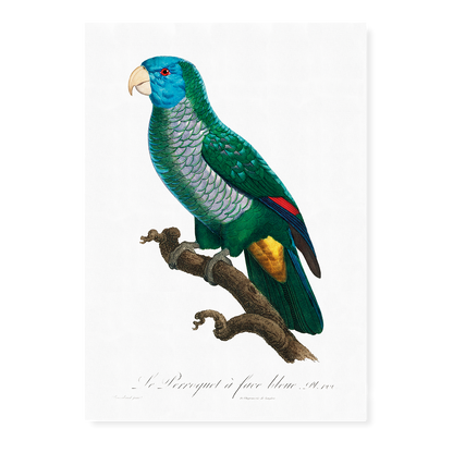 The Saint Lucia amazon, Amazona versicolor  - Art Print