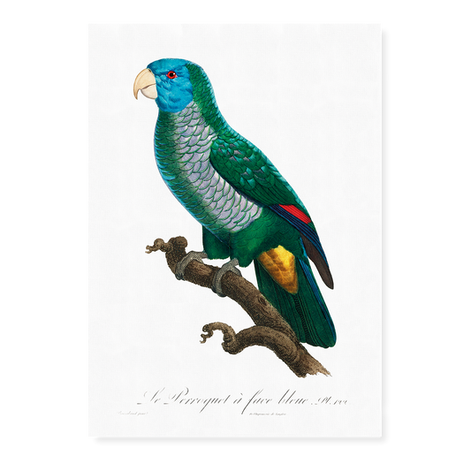 The Saint Lucia amazon, Amazona versicolor  - Art Print