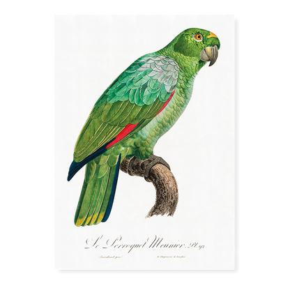 The Southern Mealy Amazon, Amazona farinosa  - Art Print