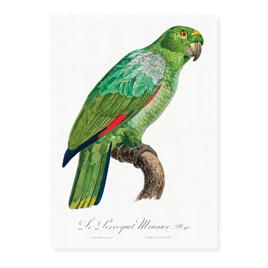 The Southern Mealy Amazon, Amazona farinosa  - Art Print