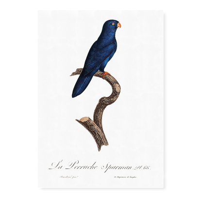 The Sparman Parakeet (Cyanoramphus novaezelandiae)  - Art Print