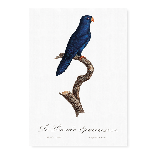 The Sparman Parakeet (Cyanoramphus novaezelandiae)  - Art Print