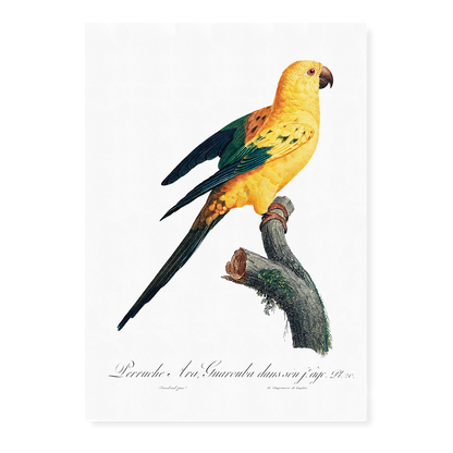 The Sun Parakeet, Aratinga solstitialis  - Art Print