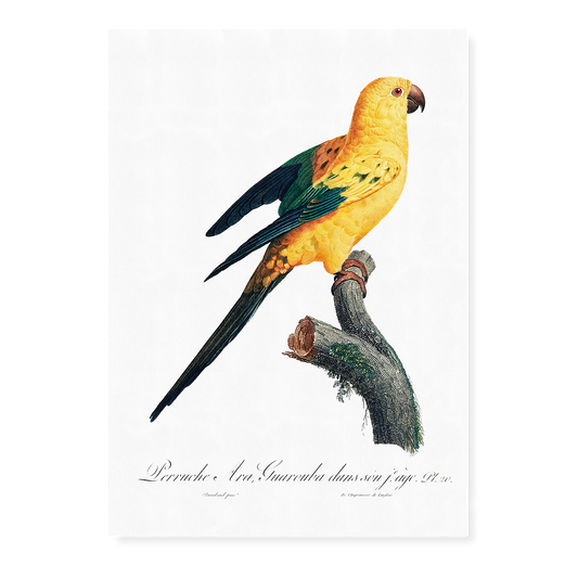 The Sun Parakeet, Aratinga solstitialis  - Art Print