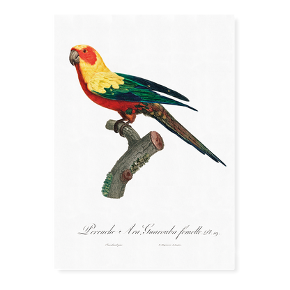 The Sun Parakeet, Aratinga solstitialis, female  - Art Print