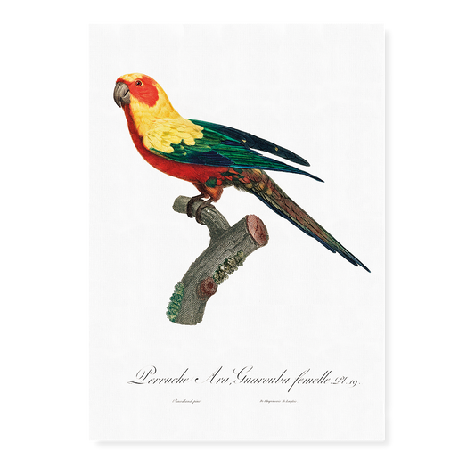 The Sun Parakeet, Aratinga solstitialis, female  - Art Print