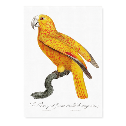The Sun Parakeet, Aratinga solstitialis, male  - Art Print