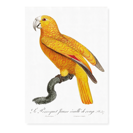 The Sun Parakeet, Aratinga solstitialis, male  - Art Print