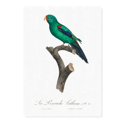 The Swift Parrot, Lathamus discolor I - Art Print