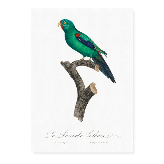 The Swift Parrot, Lathamus discolor I - Art Print