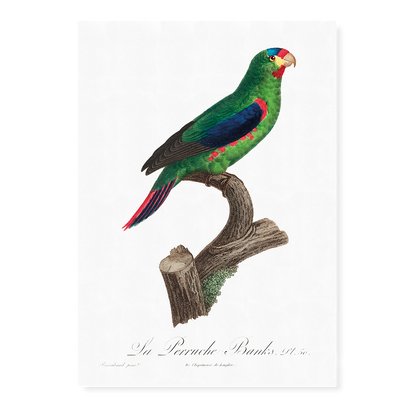 The swift parrot, Lathamus discolor II - Art Print