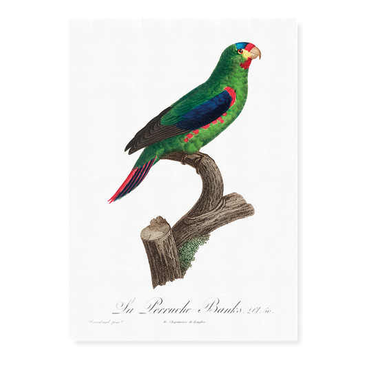 The swift parrot, Lathamus discolor II - Art Print