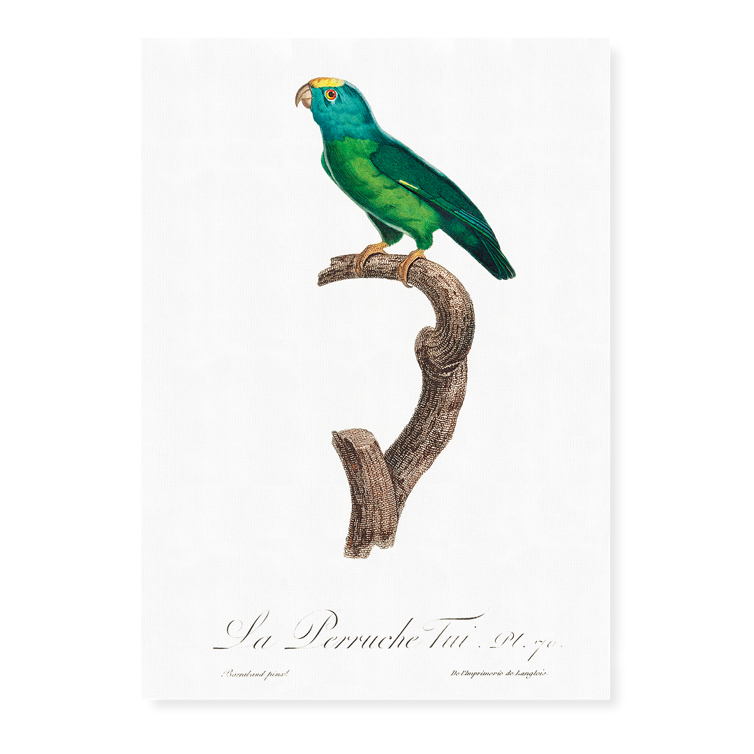 The Tui Parakeet, Brotogeris sanctithomae  - Art Print
