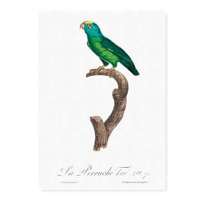 The Tui Parakeet, Brotogeris sanctithomae  - Art Print