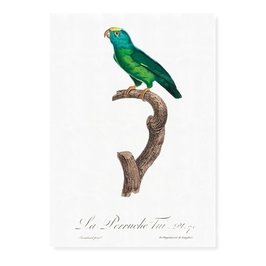 The Tui Parakeet, Brotogeris sanctithomae  - Art Print