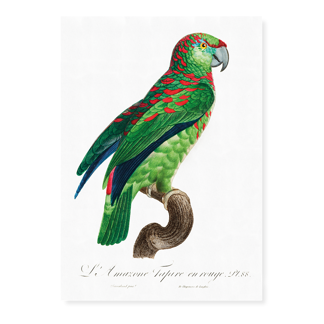 The Turquoise-Fronted Amazon Amazona aestiva I - Art Print