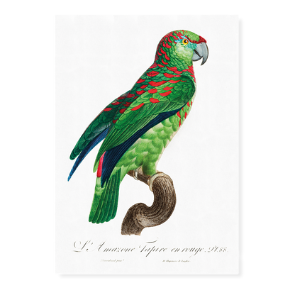 The Turquoise-Fronted Amazon Amazona aestiva I - Art Print