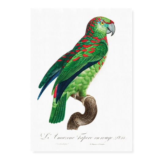 The Turquoise-Fronted Amazon Amazona aestiva I - Art Print