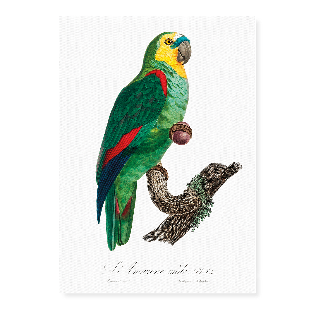 The Turquoise-Fronted Amazon, Amazona aestiva III - Art Print