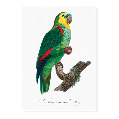The Turquoise-Fronted Amazon, Amazona aestiva III - Art Print