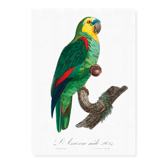 The Turquoise-Fronted Amazon, Amazona aestiva III - Art Print