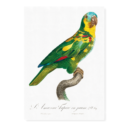 The Turquoise-Fronted Amazon, Amazona aestiva II - Art Print