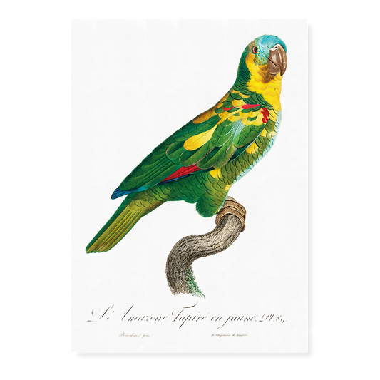 The Turquoise-Fronted Amazon, Amazona aestiva II - Art Print