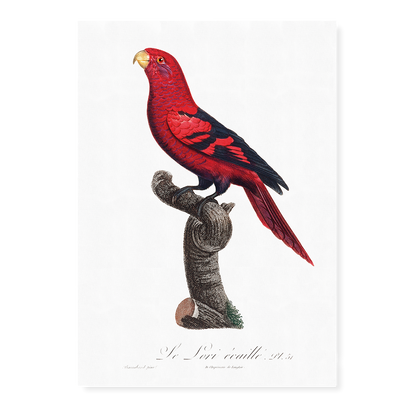 The Violet-Necked Lory, Eos squamata  - Art Print