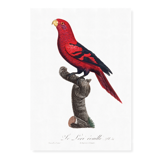 The Violet-Necked Lory, Eos squamata  - Art Print
