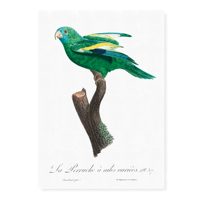 The white-winged parakeet, Brotogeris versicolurus - Art Print