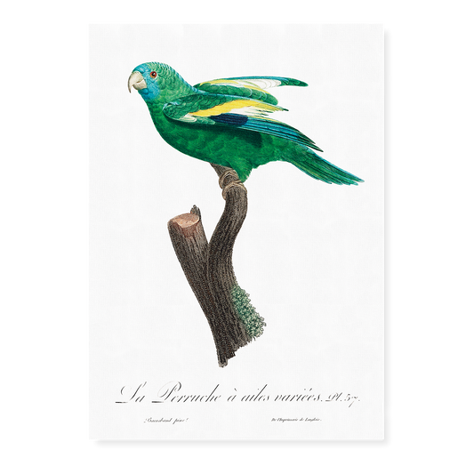 The white-winged parakeet, Brotogeris versicolurus - Art Print