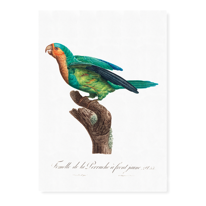 The Yellow-Crowned Parakeet, Cyanoramphus auriceps I - Art Print