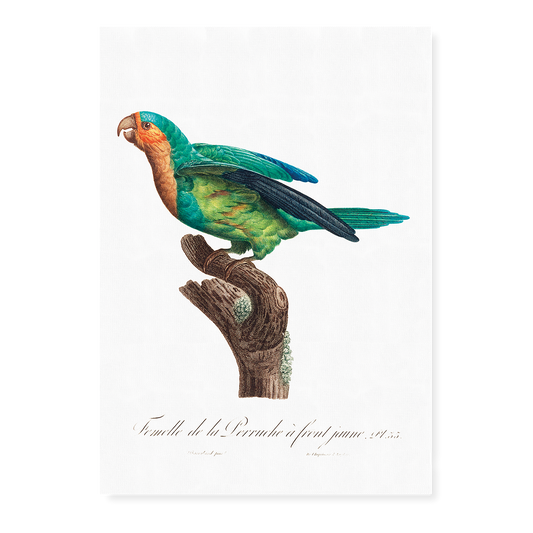 The Yellow-Crowned Parakeet, Cyanoramphus auriceps I - Art Print
