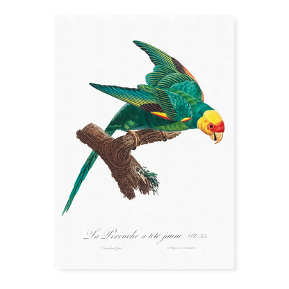 The Yellow-Crowned Parakeet, Cyanoramphus auriceps II - Art Print
